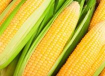 Как правильно сварить кукурузу самые важные советы