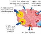 Жанин: инструкция по применению Жанин показания к применению